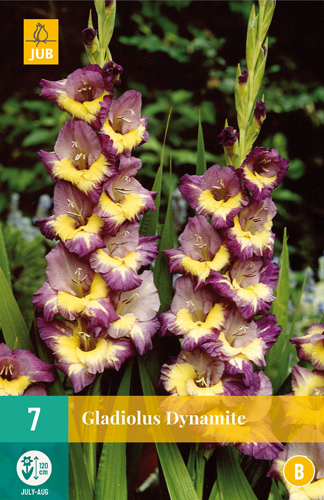 Kvetinová žiarovka Swordflower Dynamite 7 kusov JUB