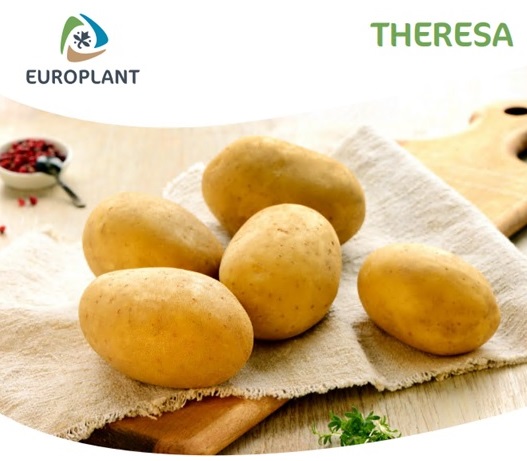 Hľuzy zemiakov "Theresa" 50 ks