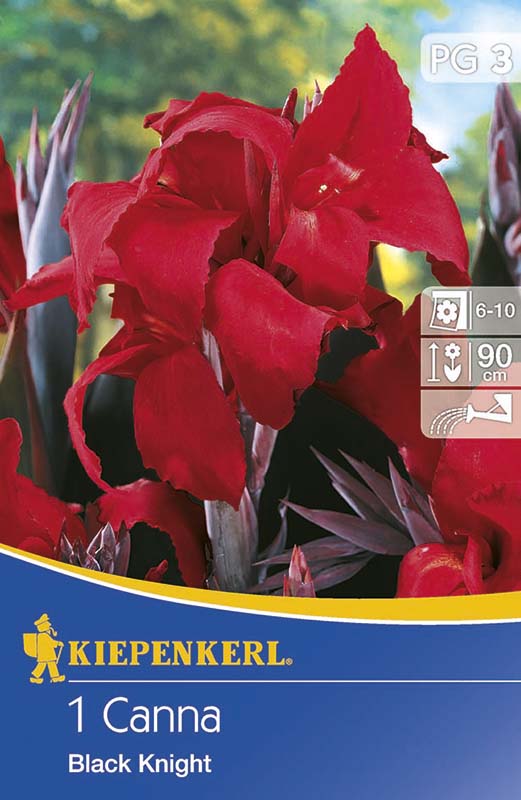 Cibule kvetov Kiepenkerl Canna Black Knight rot 1 ks