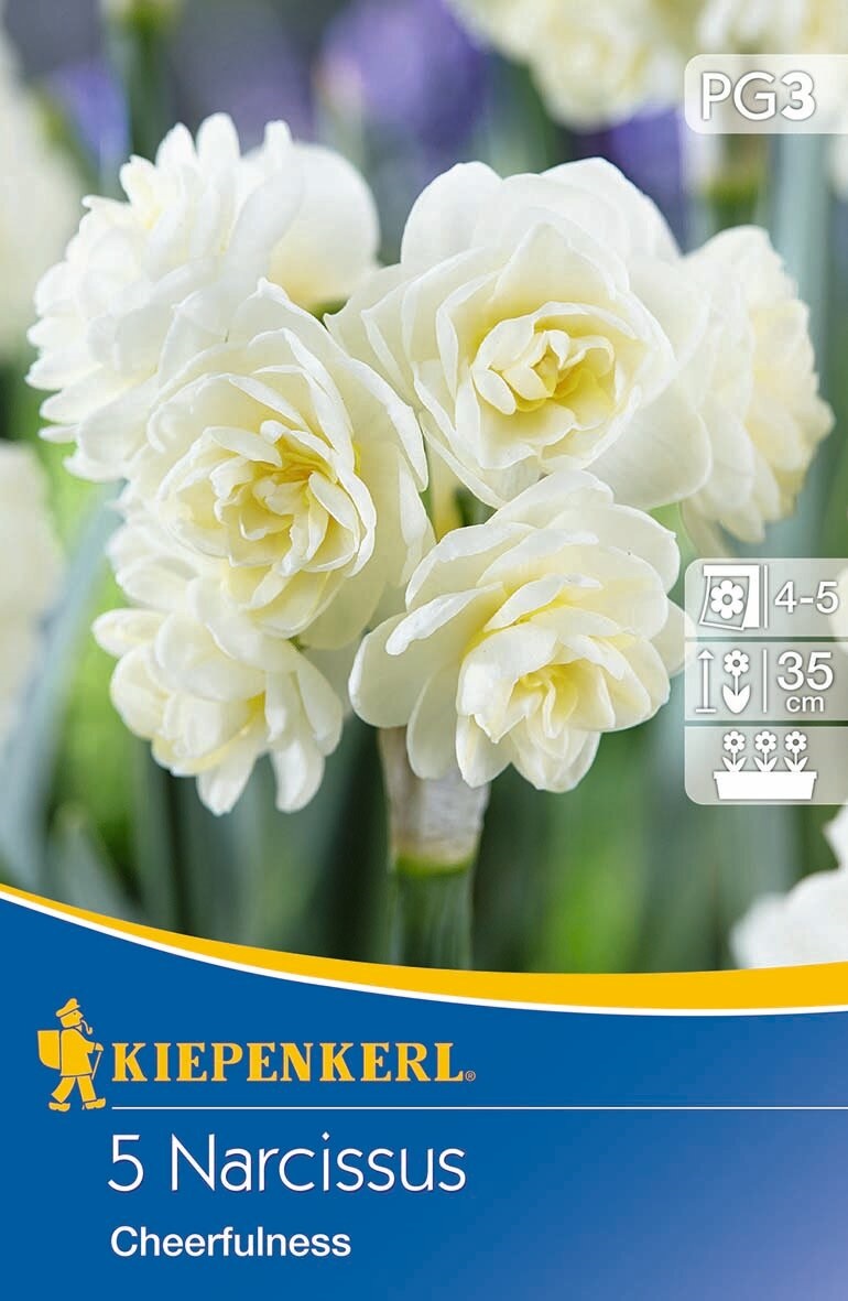 Virághagyma Nárcisz Cheerfulness 5 db Kiepenkerl