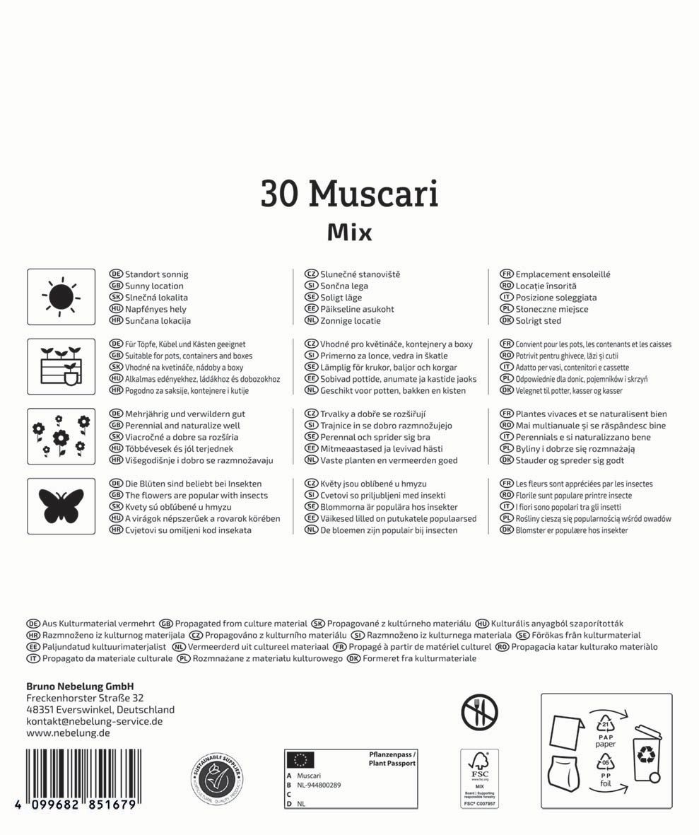 Virághagyma Gyöngyike (Muscari) Mix Megapack Kiepenkerl 30 db