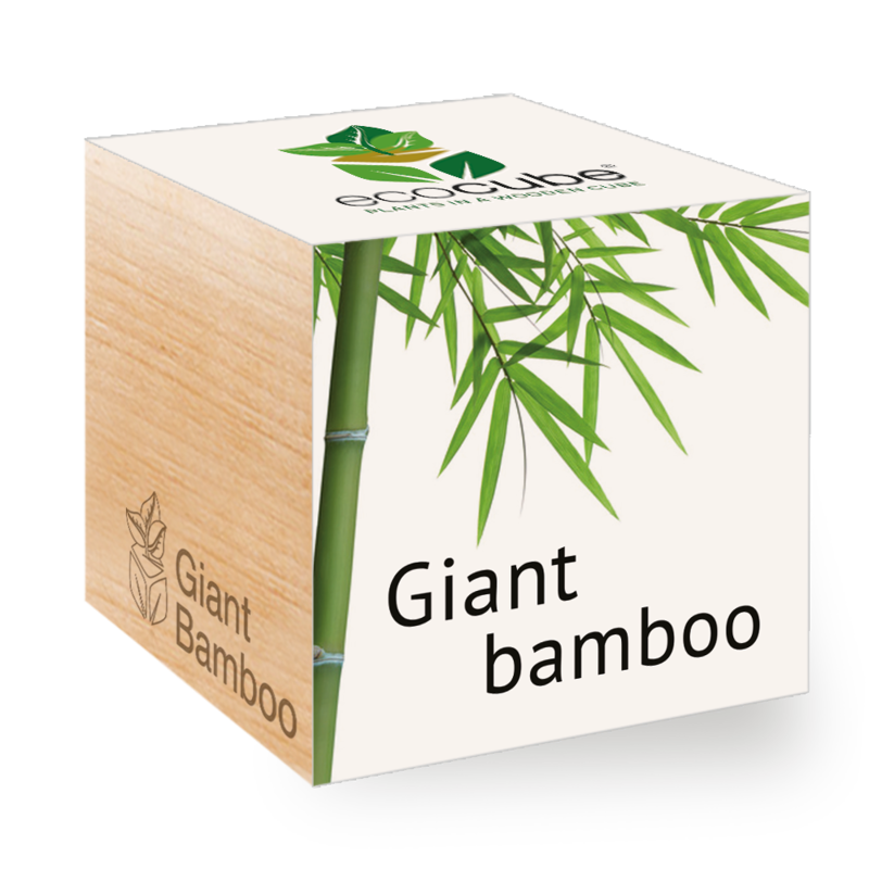 ecocube-Obrí bambus