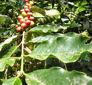 Kávécserje (Coffea canephora) 5 szem