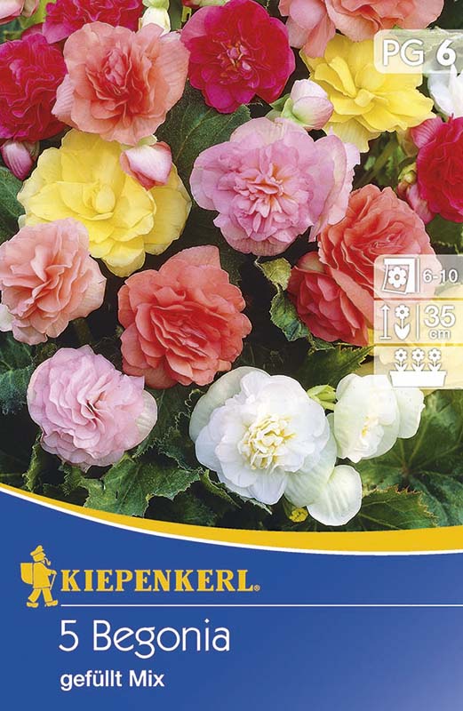 Cibule kvetov  Kiepenkerl hľuzovitá begónia (plná) 6 ks