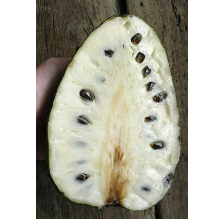 Graviola  (Annona muricata) 5 semien