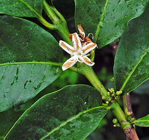 Kávécserje (Coffea canephora) 5 szem