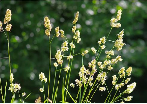 Reznačka laločnatá 20kg