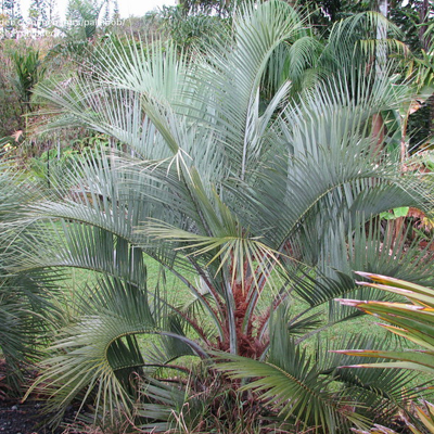 Butia palma (Butia eriospatha) 5 semien