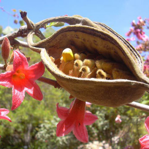 Törpe ausztrál palackfa (Brachychiton bidwillii) 5 szem
