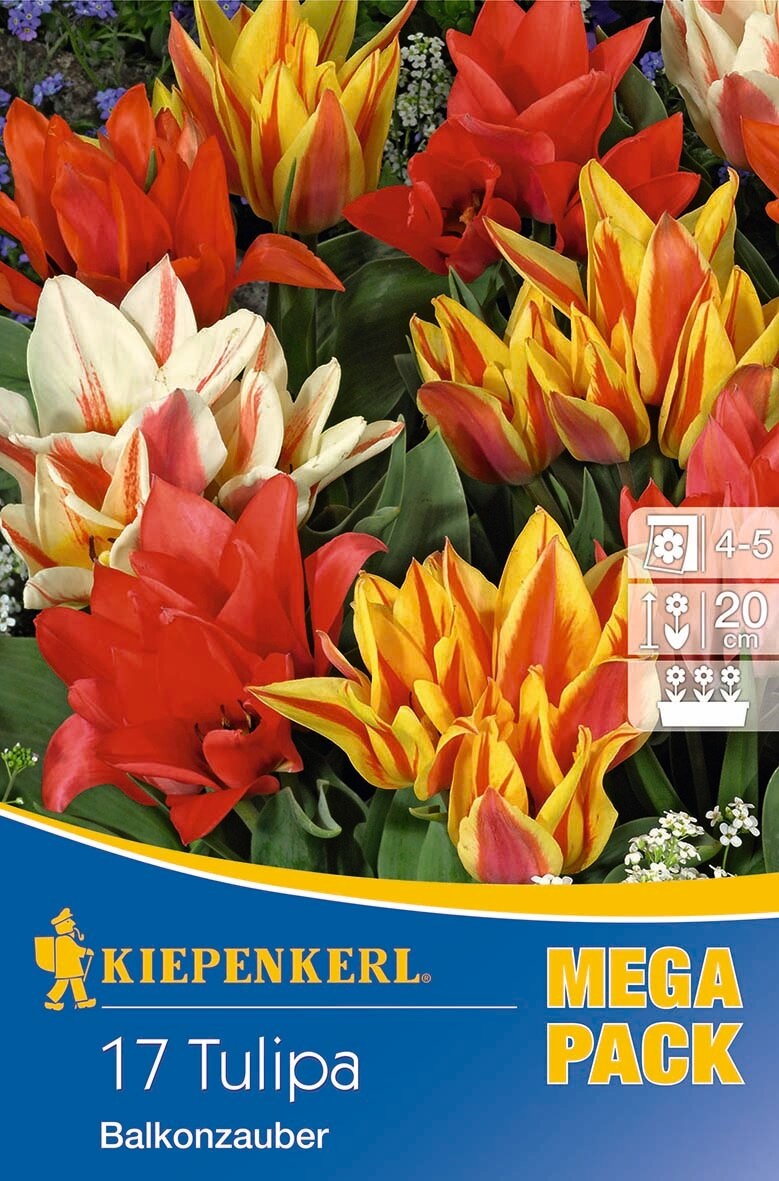 Virághagyma Tulipán Mega Pack Balkonzauber 17 db Kiepenkerl