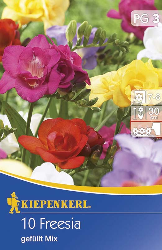 Cibule kvetov Kiepenkerl Frézia zmes farieb 10 ks