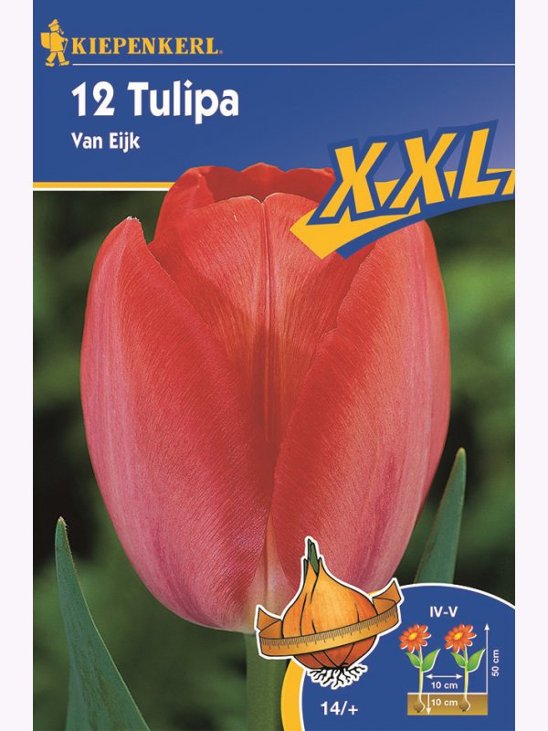 Tulipánové cibule XXL, Kiepenkerl Van Eijk 12 ks