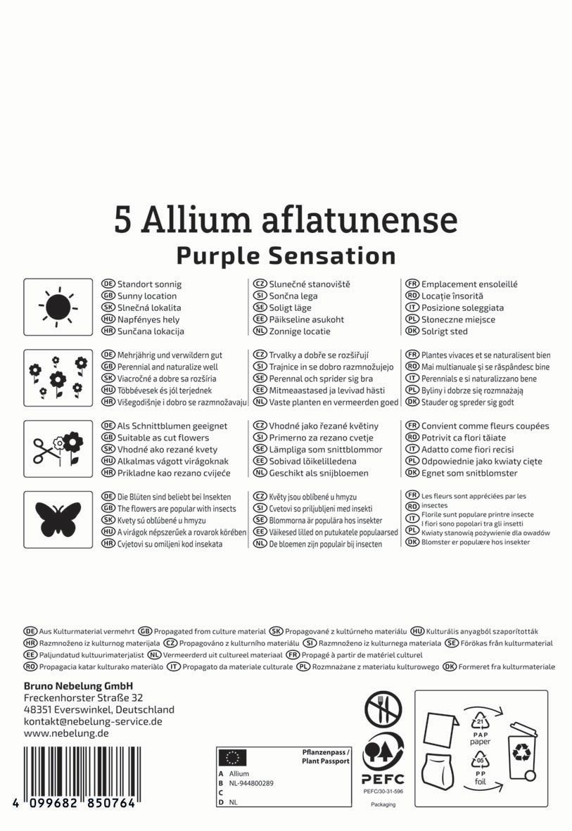 Kvetinová cibuľka Okrasná cibuľa Purple Sensation Kiepenkerl 5 ks