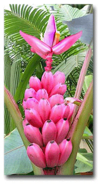 Banánovník zamatový Pink  (Musa velutina) 5 semien