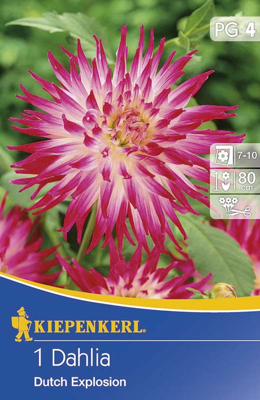 Cibule kvetov Kiepenkerl Dália Dutch Explosion 1 ks