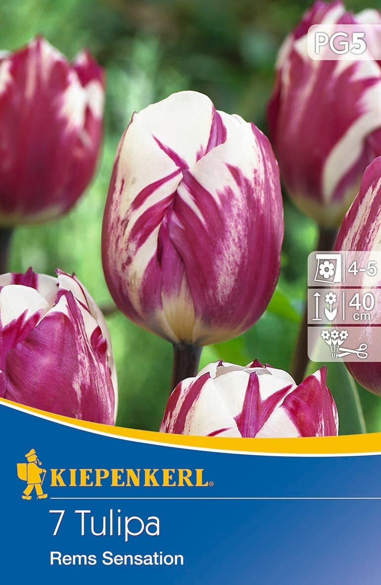 Virághagyma Tulipán Triumph Rems Sensation 7db Kiepenkerl