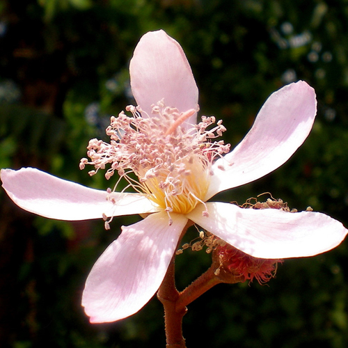 Achiote (Bixa orellana) 5 semien