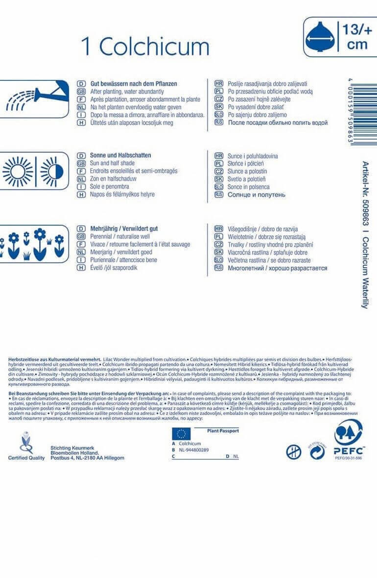 Virághagyma Kikerics (Colchicum) Waterlily 1 db Kiepenkerl