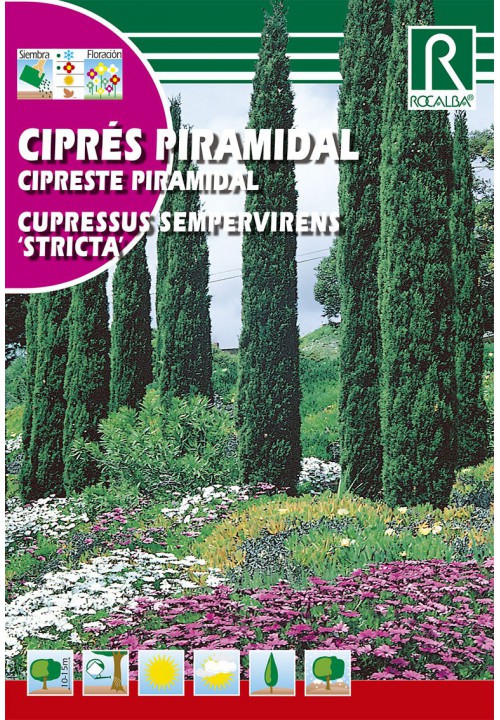Cyprus vždyzelený (Cupressus sempervirens)