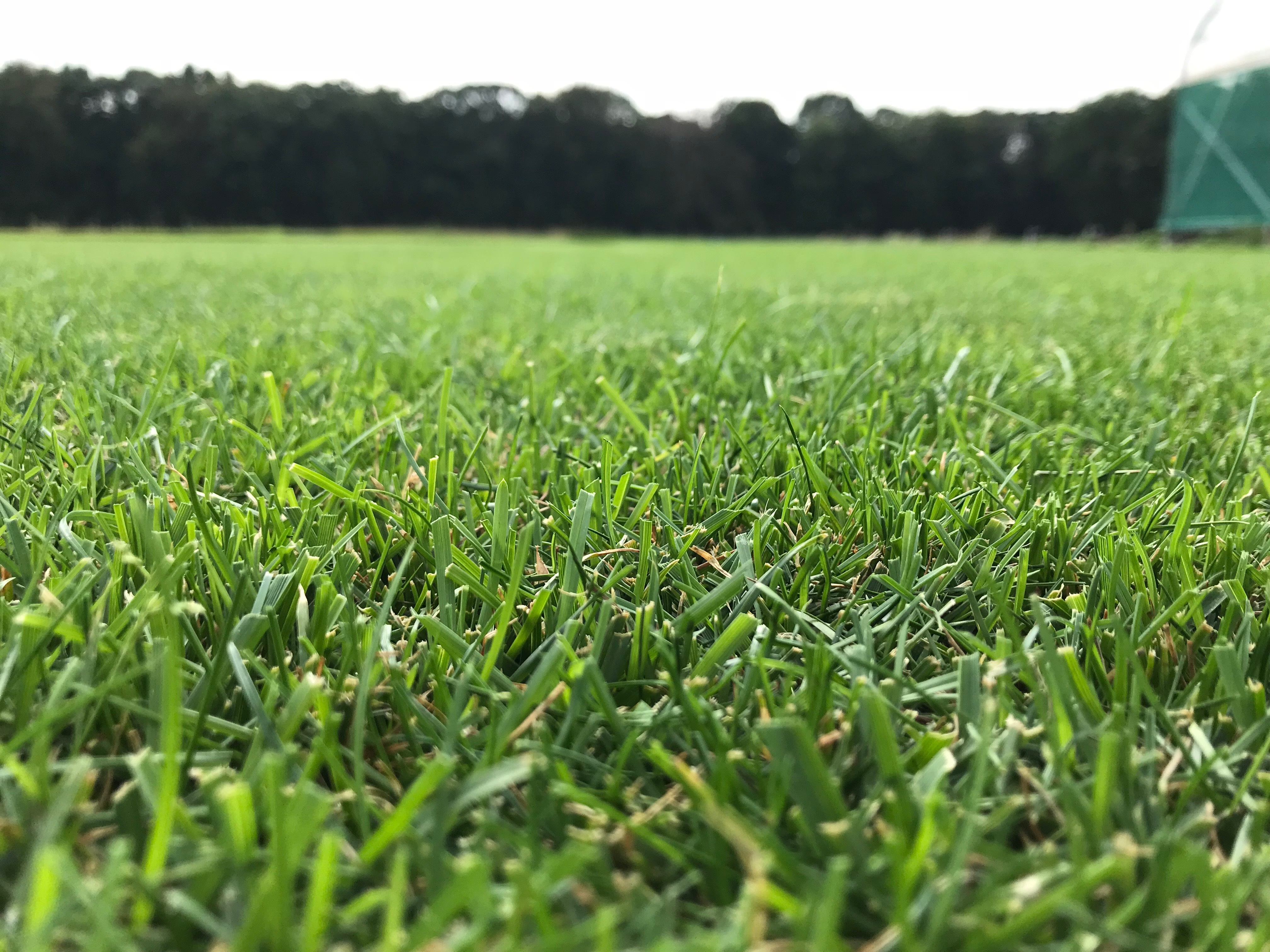 Trávnikové osivo Barenbrug Watersaver (suchoodolné) 5 kg