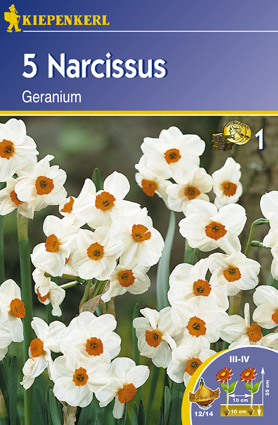 Narcis Geranium Kiepenkerl 5 ks