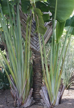 Palma pútnikov (Ravenala madagascariensis) 5 semien