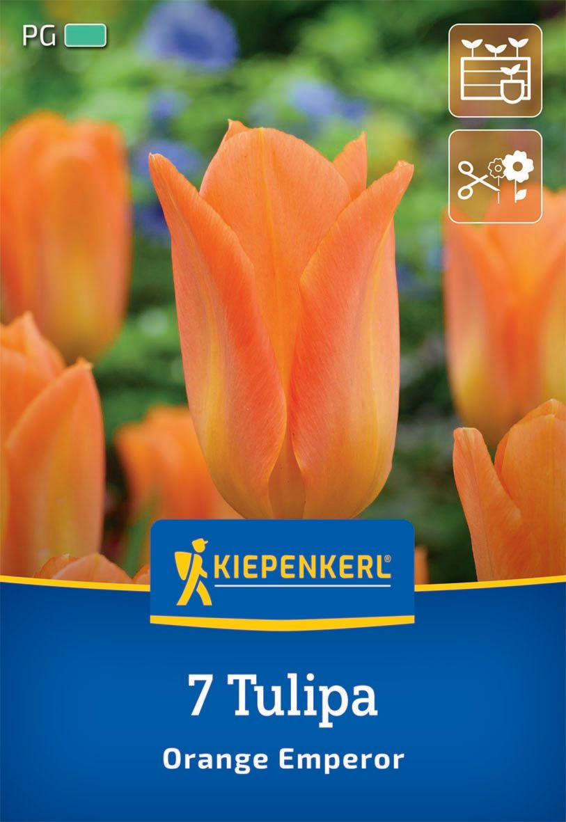 Virághagyma Tulipán Orange Emperor Kiepenkerl 7 db