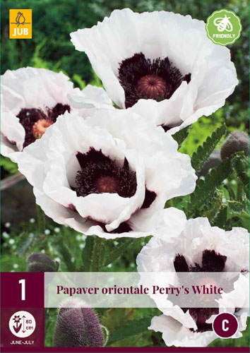 Trvalka Papaver orientale Perry's White (Mak) 1 ks JUB