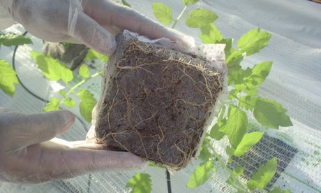 Kokosová kocka na výchovu sadeníc 10x10x6 cm