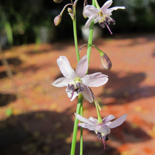 Vanilková ľalia (Arthropodium milleflorum) 5 semien