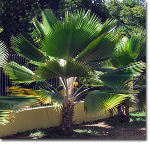 Fiji-palma (Pritchardia pacifica) 5 semien