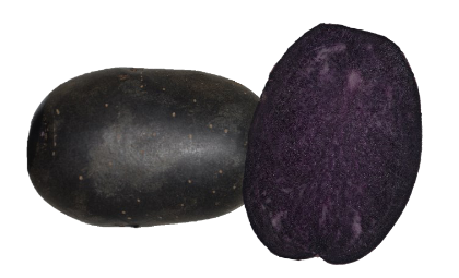 Hľuzy zemiakov fialové 'Bleuet' 25-35 mm 50 ks