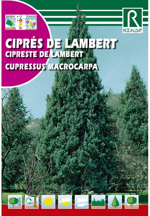 Lambert ciprus (Cupressus macrocarpa) Rocalba