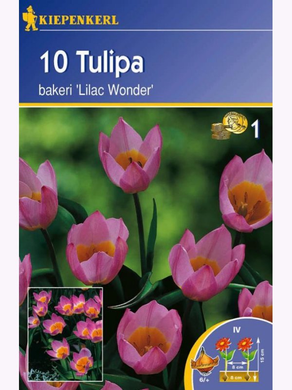 Tulipánové cibule, divé Kiepenkerl Lilac Wonder 10 ks