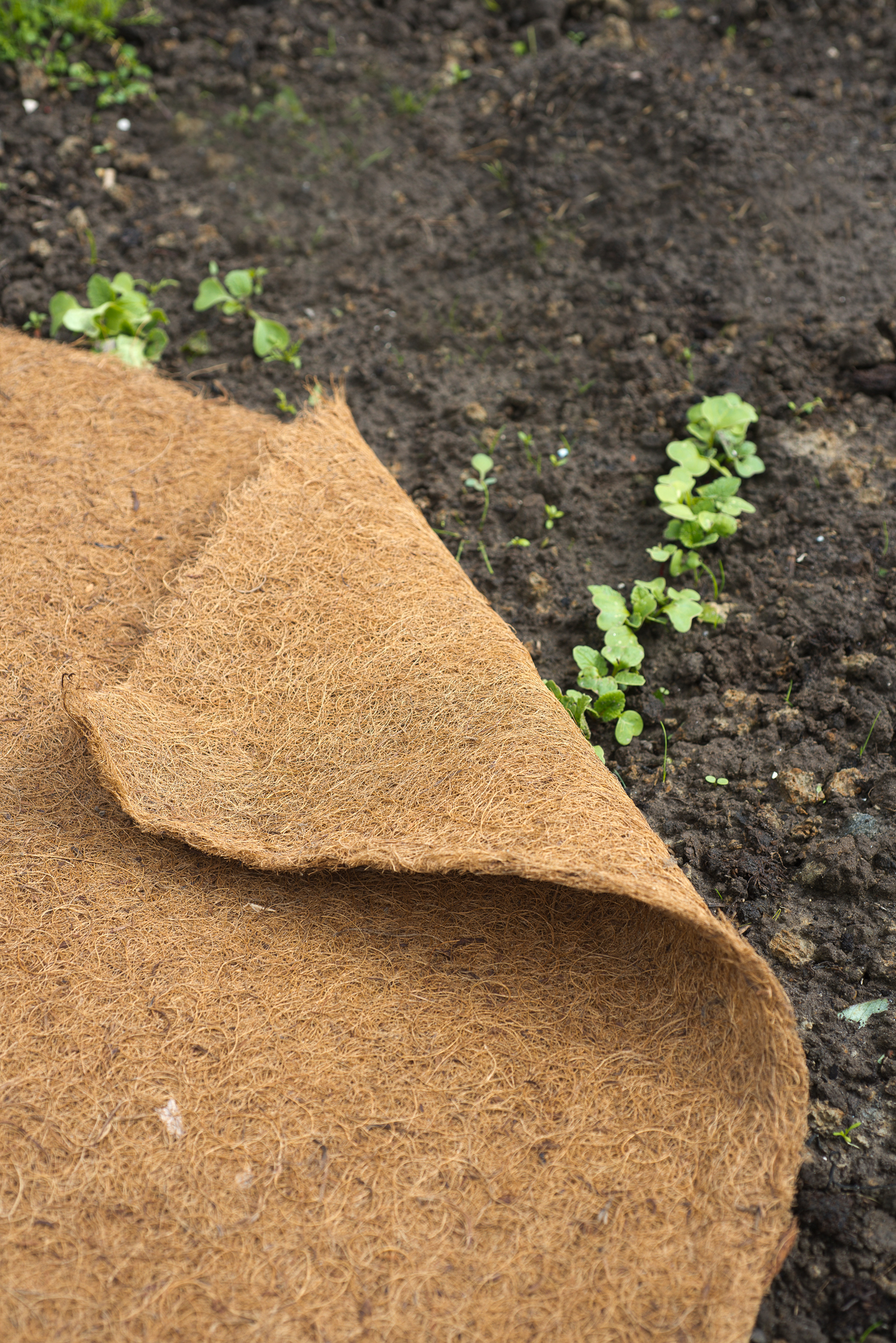 Gyékényszőnyeg tekercsben 60cmx25m