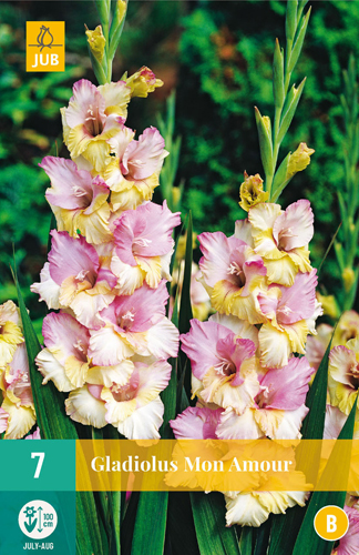 Virághagyma Kardvirág Mon Amour 7 db JUB