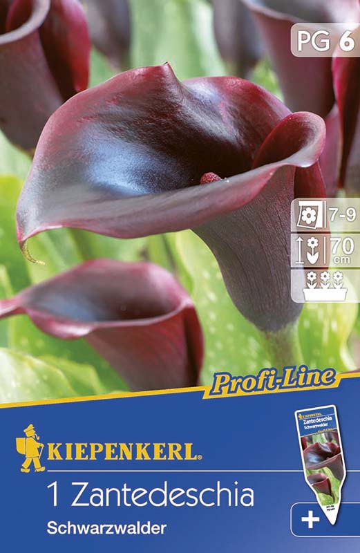 Cibule kvetov Kiepenkerl Kála  (čierna) 6 ks
