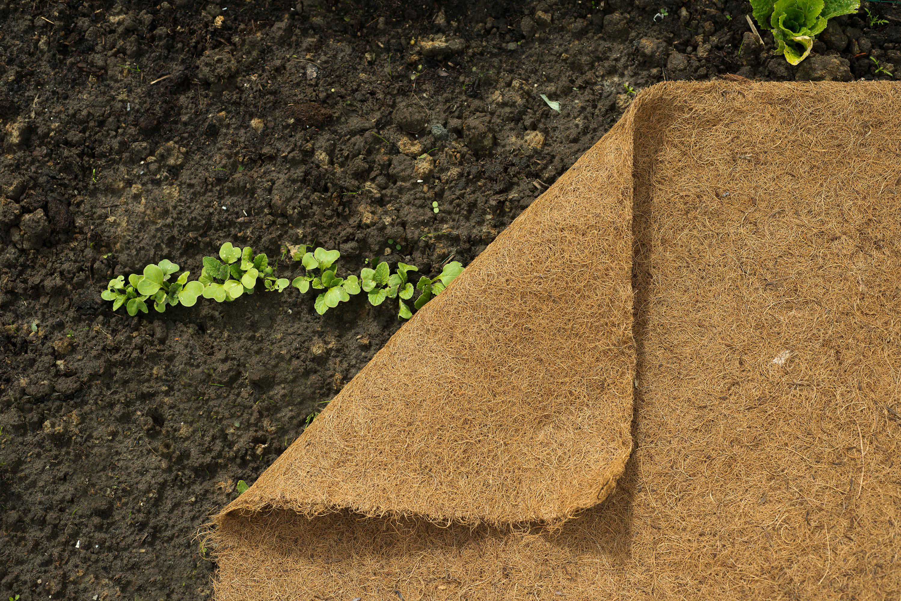 Gyékényszőnyeg tekercsben 60cmx25m