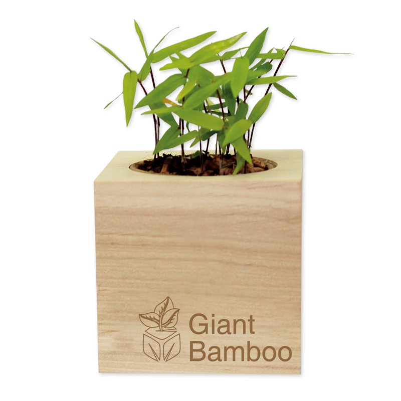 ecocube-Óriás bambusz