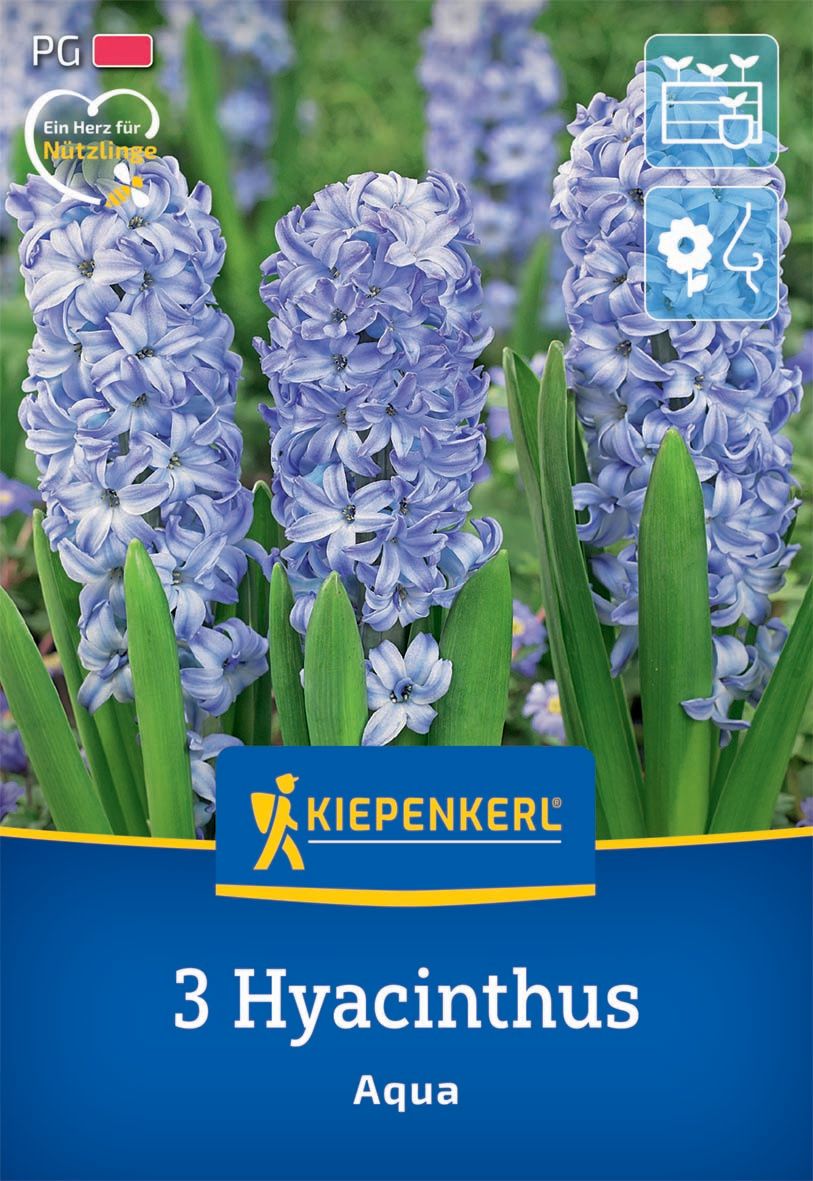 Kvetinové cibuľky Jasmín Aqua Kiepenkerl 3 ks
