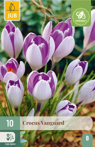 Virághagyma Krókusz Vanguard 10 db JUB