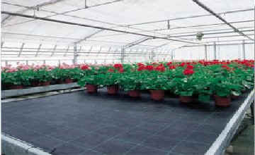 Agro fabric black 100g/m2 1.6mx100 m