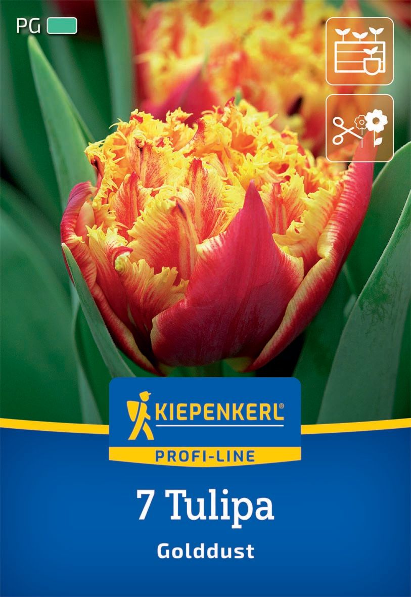 Virághagyma Tulipán Golddust Kiepenkerl 7 db