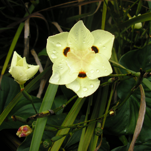 Dvojfarebný iris  (Dietes bicolor) 5 semien