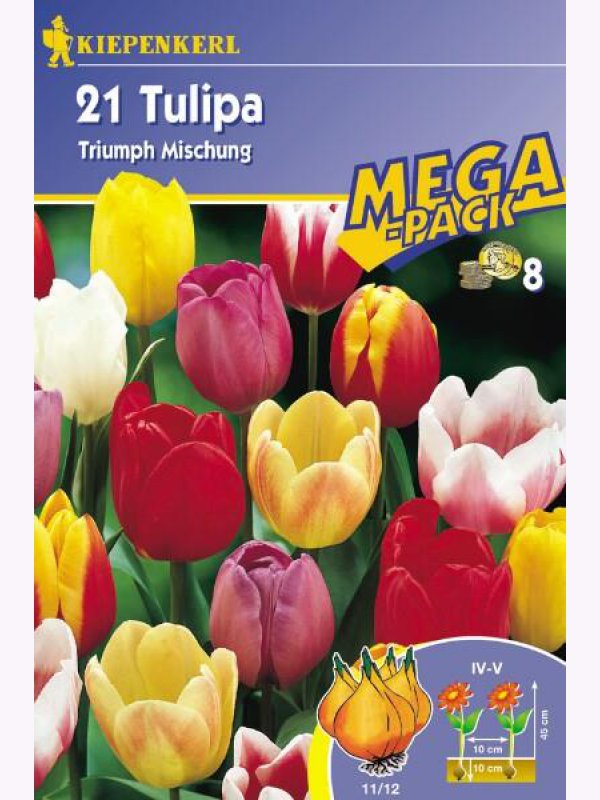 Tulipánové cibule Megapack, Kiepenkerl Triumf-Mix 21 ks
