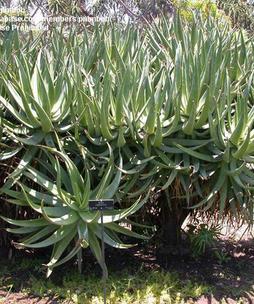 Aloe (Aloe castanea) 5 semien