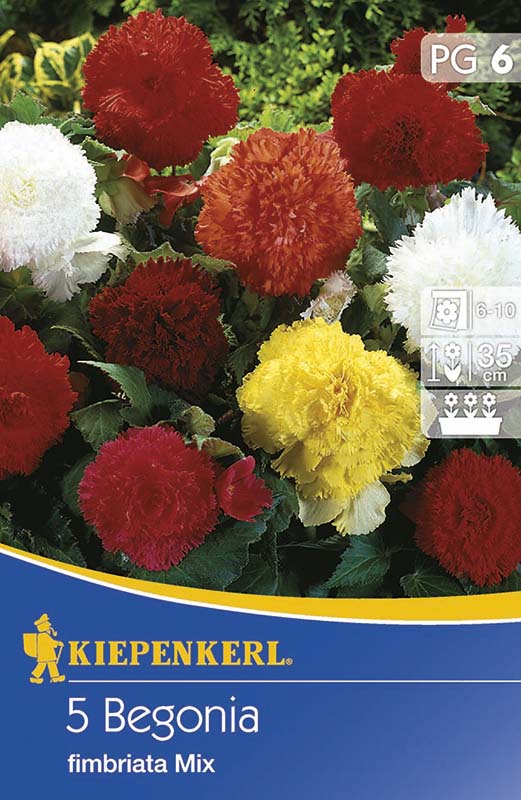 Cibule kvetov Kiepenkerl hľuzovitá begónia (strapcovitá) 6 ks